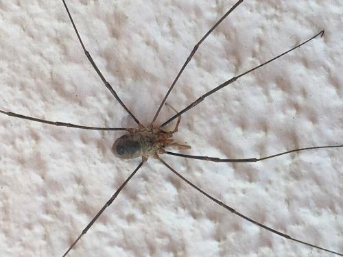 Phalangium opilio